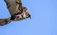 Brown Falcon