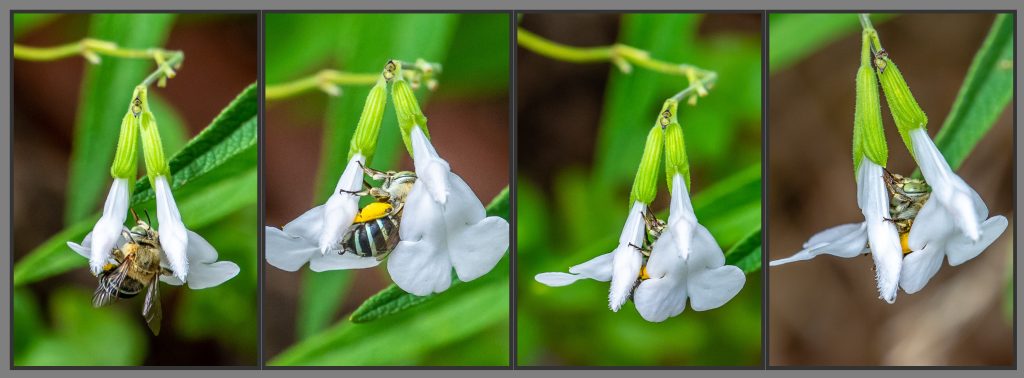 Blue-banded Bee