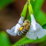 Blue-banded Bee hides from me