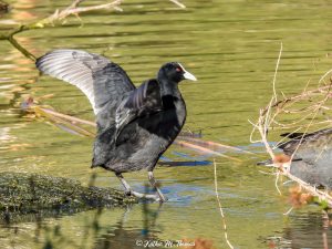 Eurasian Coot