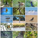 Birding Update for 2025