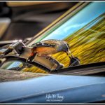 Gotta be lucky sometimes